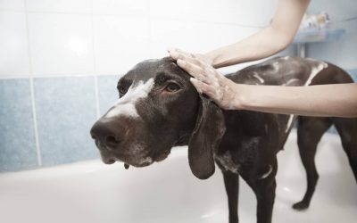 Salon de toilettage pour chien dans les Bouches du Rhône